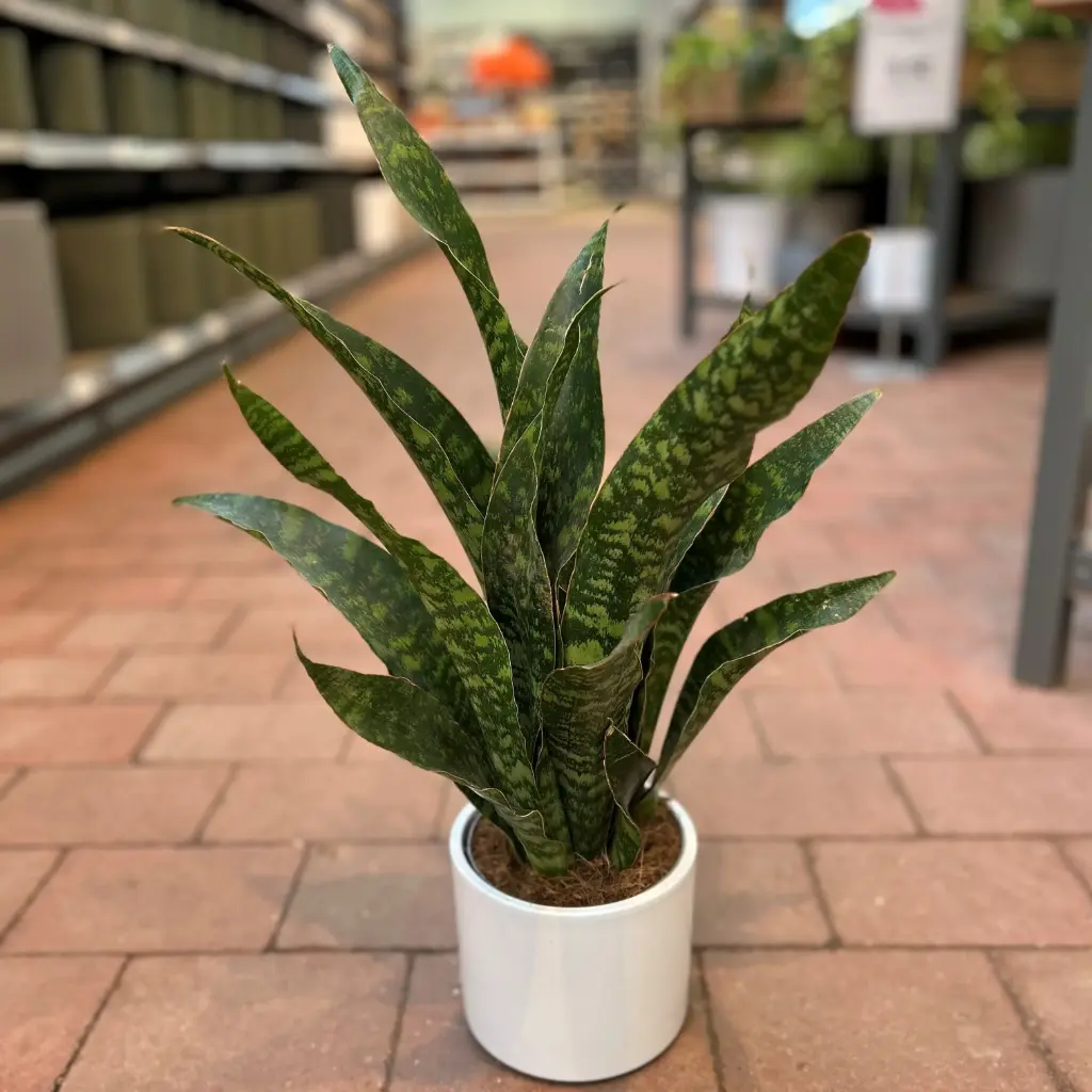 Kolmevöödiline havisaba P14/55cm