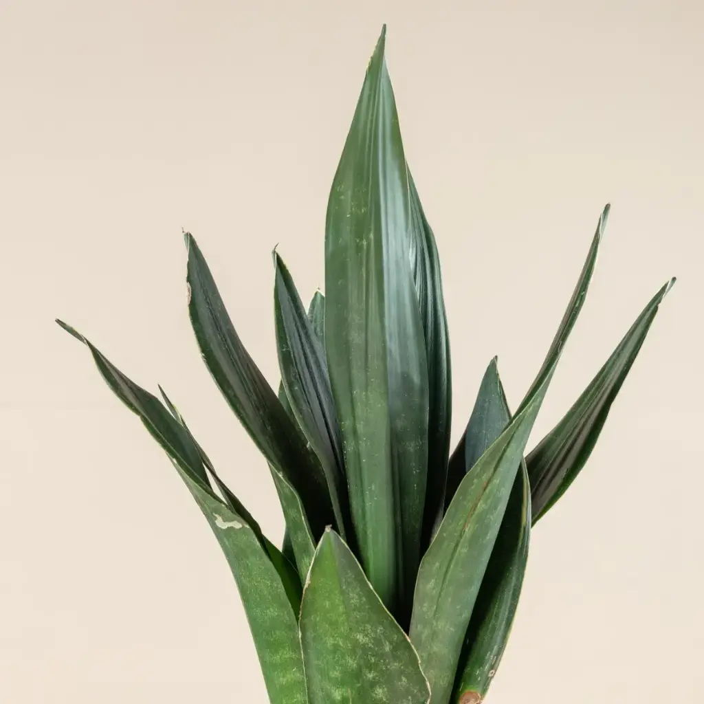 Havisaba Dark Diamond P21/60cm