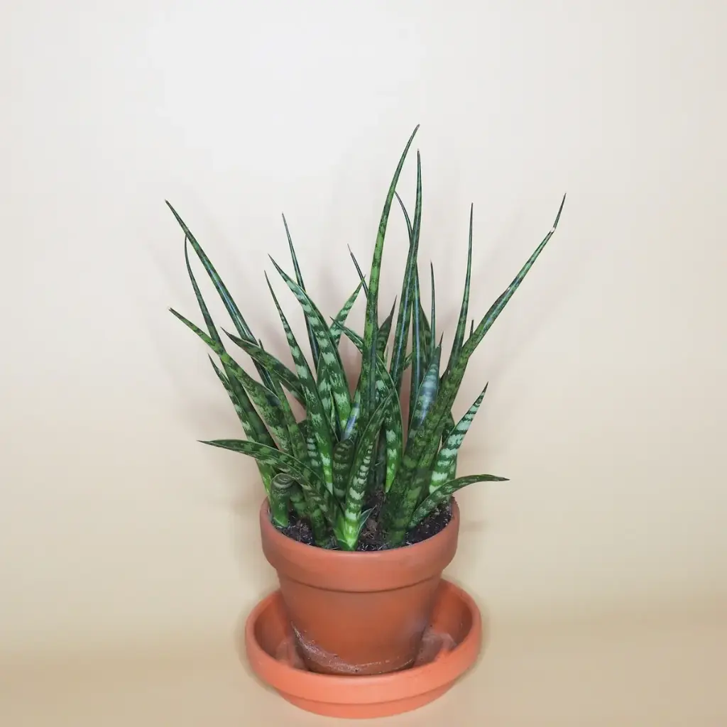 Havisaba luxury valik P8/20cm