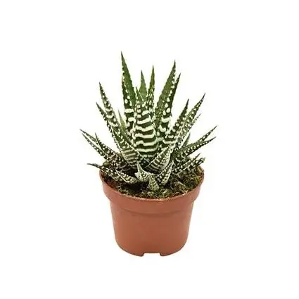 Havortia 'Big Band' P10,5/17,5cm