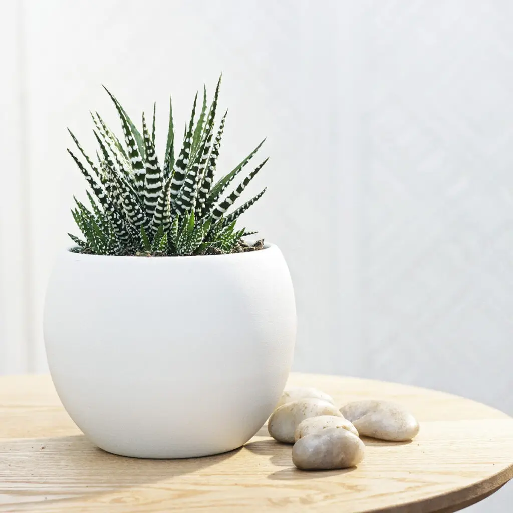 Havortia valik P8,5/15cm