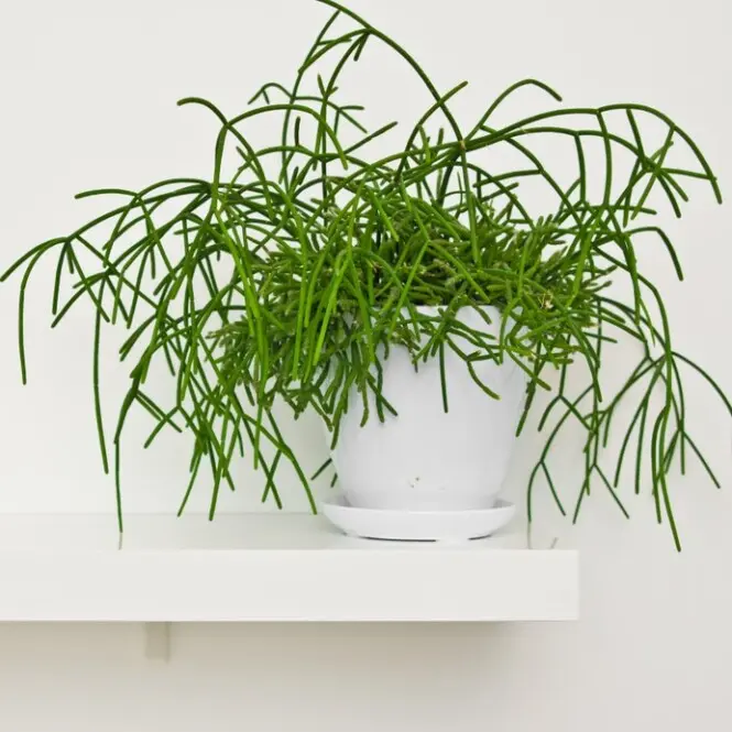 Helmekaktus Kirbergii 14Ø 35cm