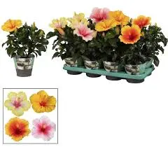Hibisk valik P26/35cm