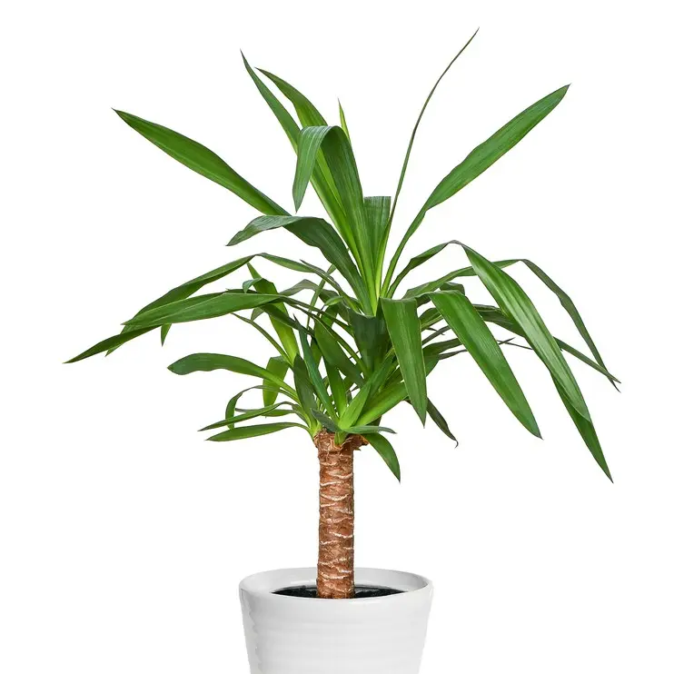 Hiigel-tääkliilia 90-45-20 P24/140cm 3v