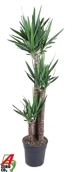 Hiigel-tääkliilia P24cm