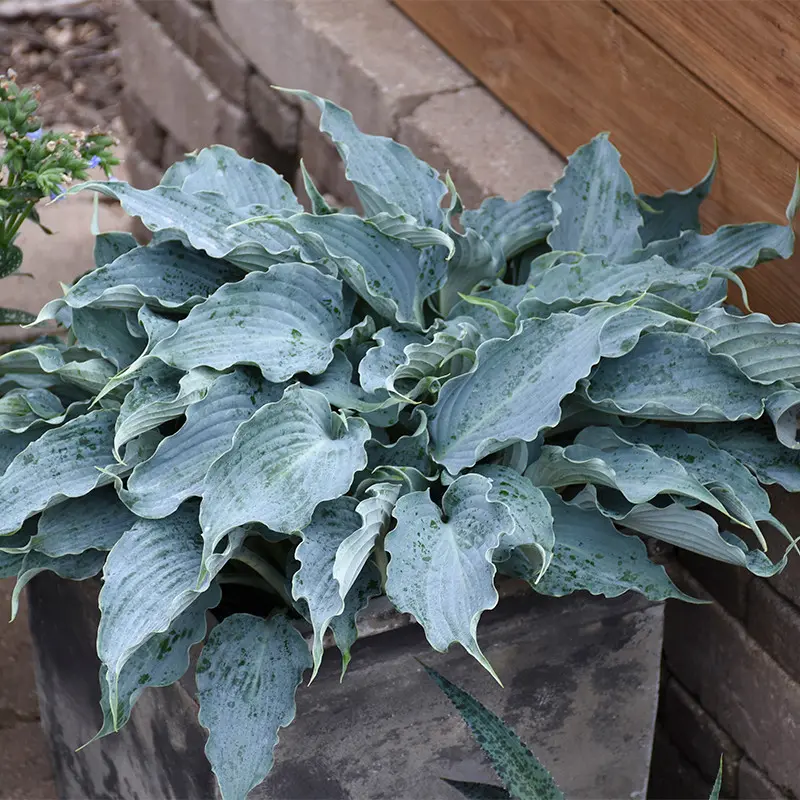 Hosta Waterslide C2