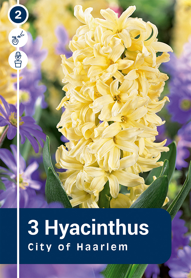 Hüatsint 'City Of Haarlem' 3tk 15/16