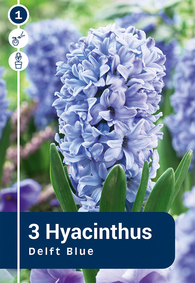 Hüatsint 'Delft Blue' 3tk 15/16