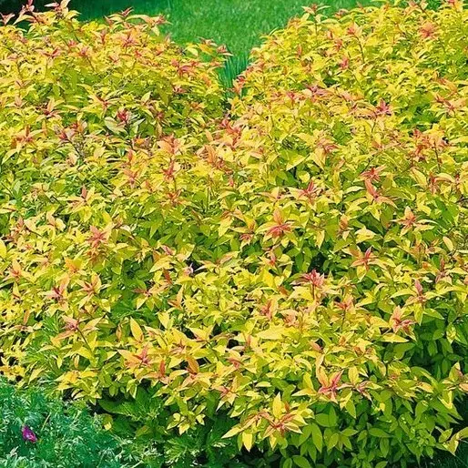 Jaapani enelas 'Goldflame' C5