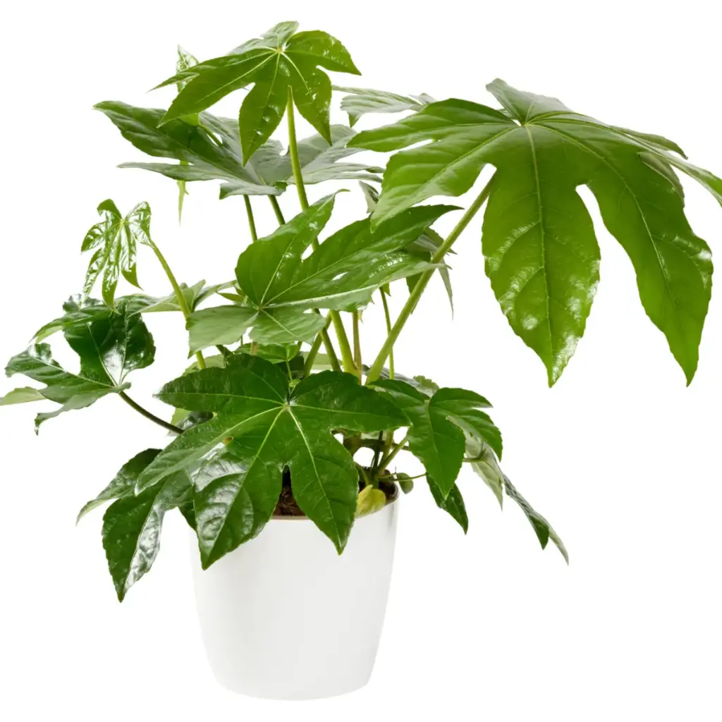 Jaapani fatsia P12/40cm