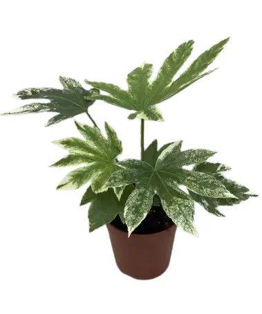 Jaapani fatsia Variegata P17/50cm