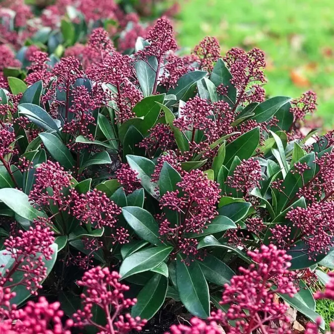Jaapani skimmia 'Rubella' P15/45cm