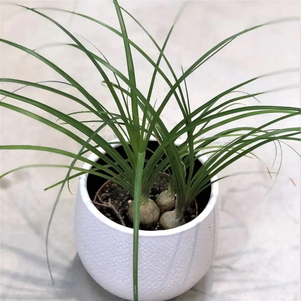 Käändbokarna pall 12Ø 30cm