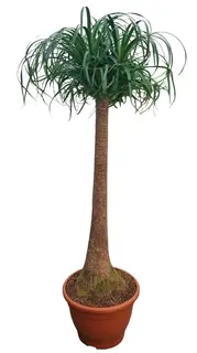 Käändnoliina P30/110cm