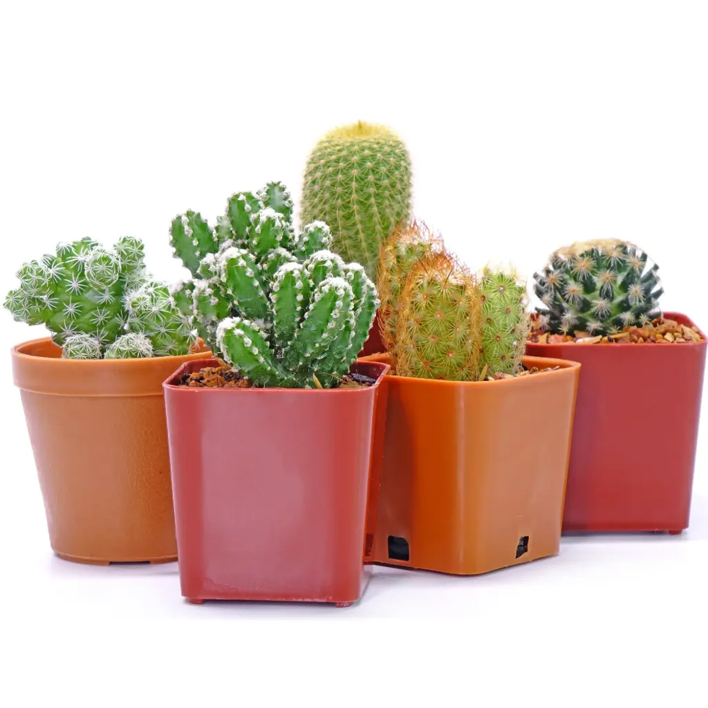 Kaktus /sukulent valik P6,5/8cm