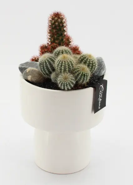 Kaktus keraamilises potis P16/30cm