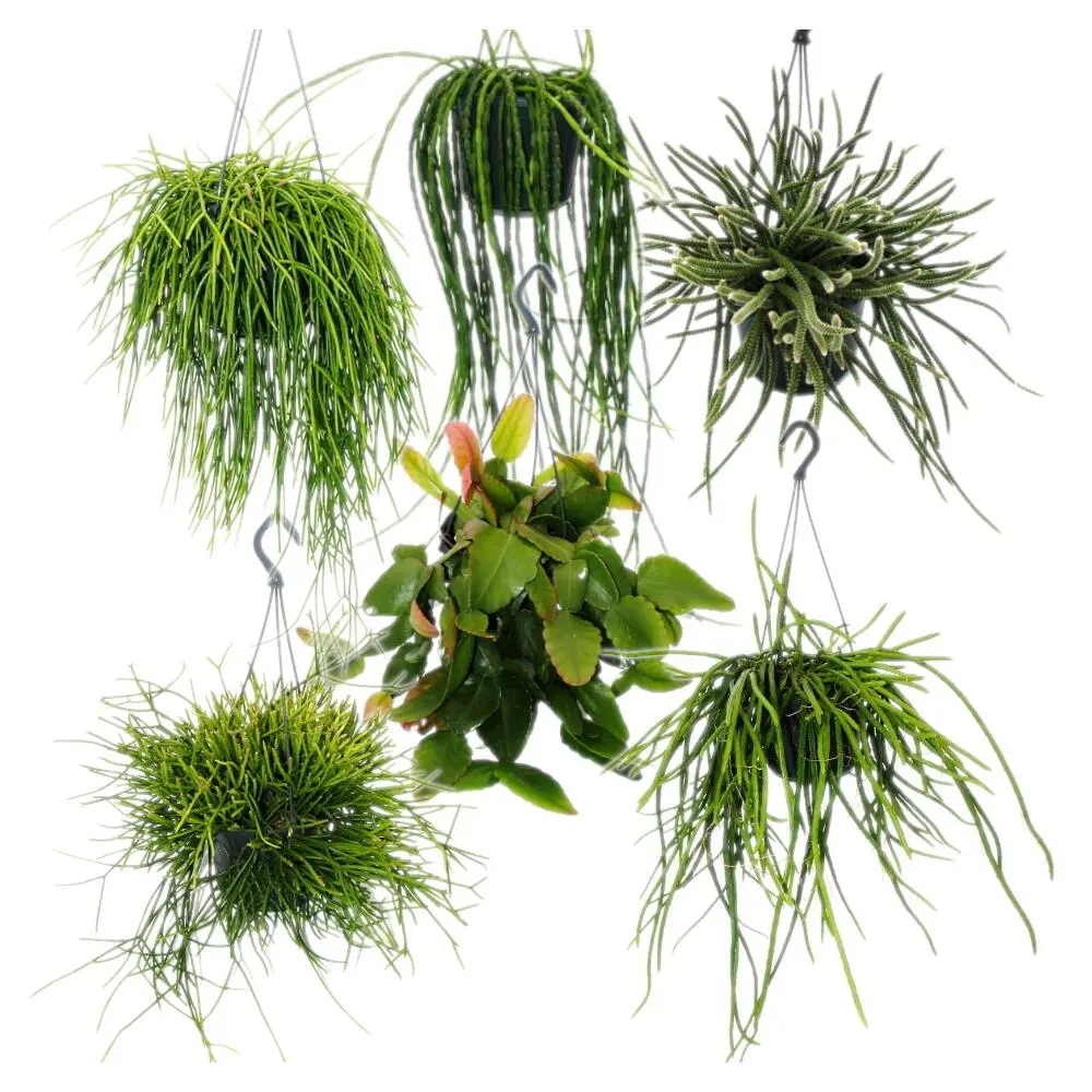 Kaktus rippuv 14cm