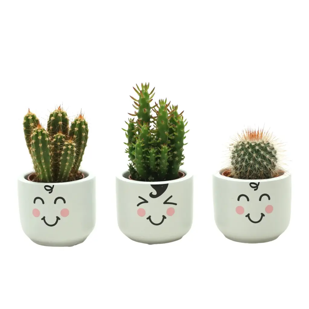 Kaktus valik keraam.potis P5,5/12cm
