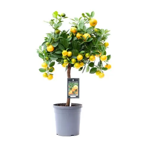 Kalamondiinipuu tüvel P15/45cm