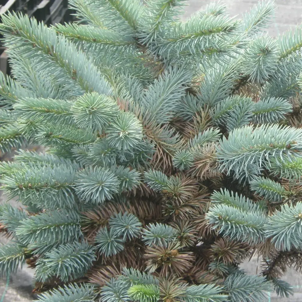 Kanada tsuuga 'Jeddeloh' C3 25-30CM