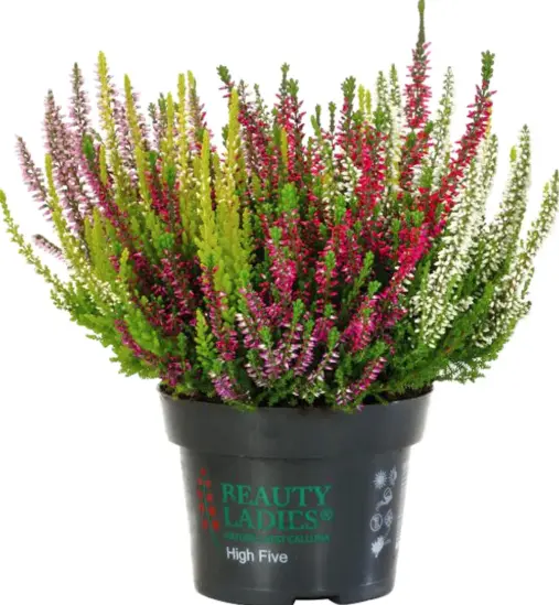 Kanarbik 'Beauty Ladies' High Five ® P12