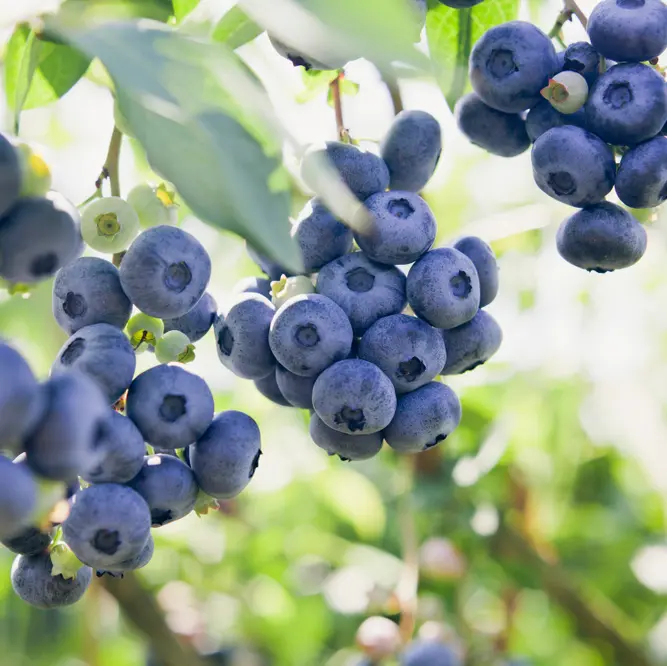 Kännasmustikas 'Northland' (early) C5/P23 60-80 CM