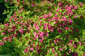 Kaunis veigela 'Brigela Moulin Rouge' C2