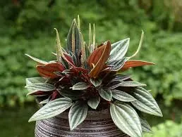 Peperoomia Rosso P12/20cm