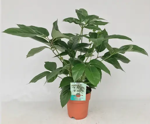 Kiirjas seitselehik  Amate 24Ø 100cm