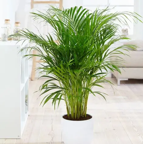 Kollakas kuldviljakpalm P17/100cm