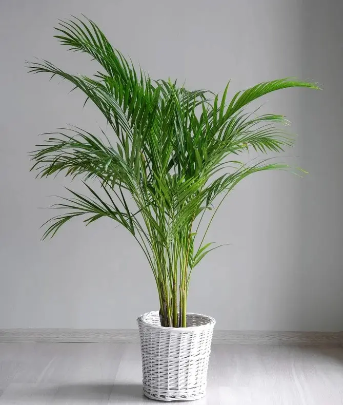 Kollakas kuldviljakpalm P21/110cm