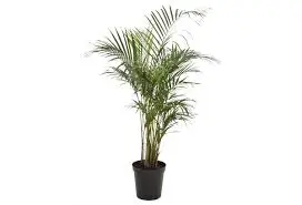 Kollakas pisipalm