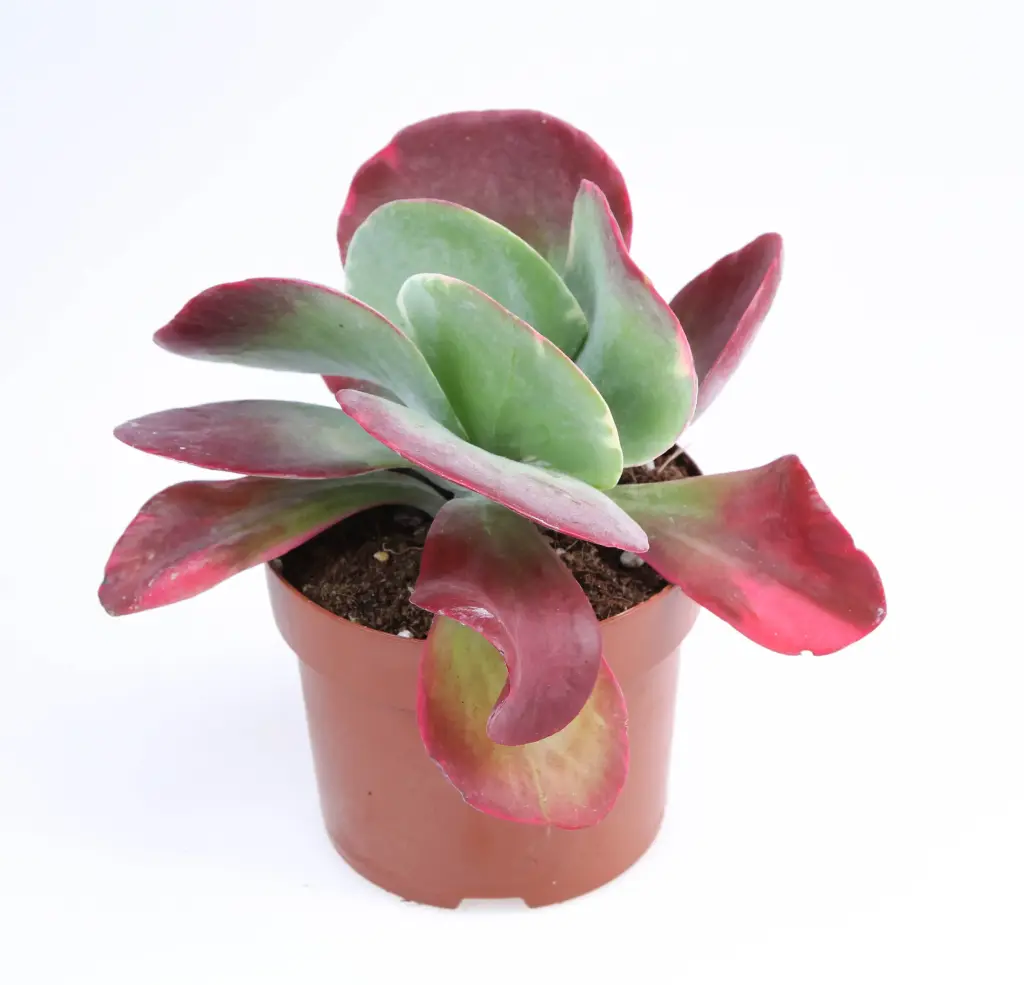 Kollane kalanhoe Red Lips P8,5/15cm