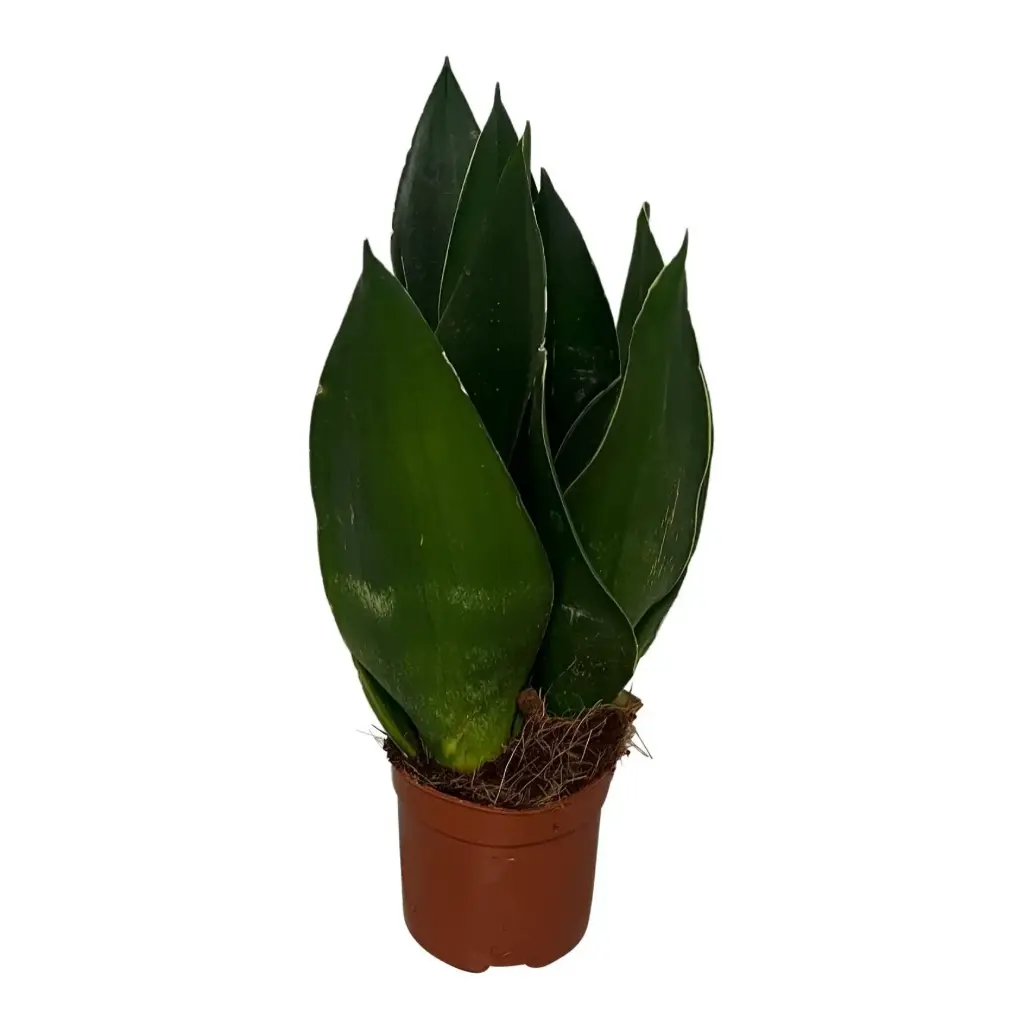 Kolmevöödiline havisaba Black Dragon 8,5Ø 20cm