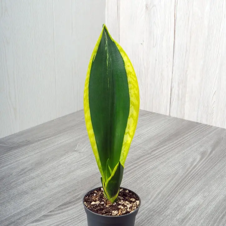 Kolmevöödiline havisaba Black Gold P24/130cm
