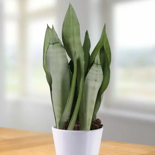 Kolmevöödiline havisaba'Moonshine' P21/60cm