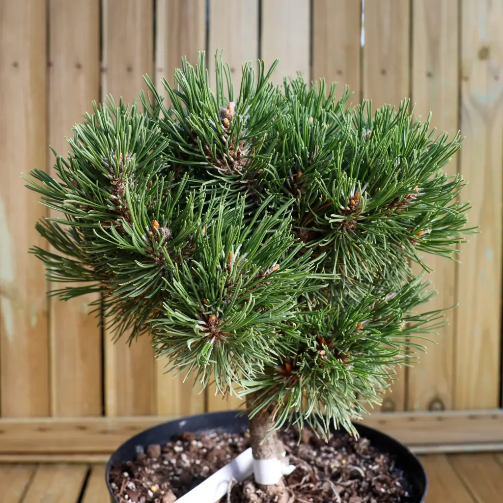 Konksmänd 'Titus' tüvel 75/15-25cm C5