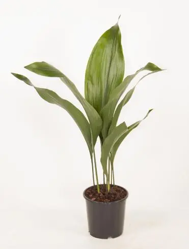 Kõrge lehtliilia P13/50cm
