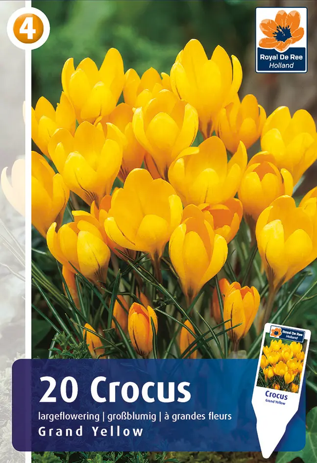 Krookus 'Grand Yellow' 20tk 8/9