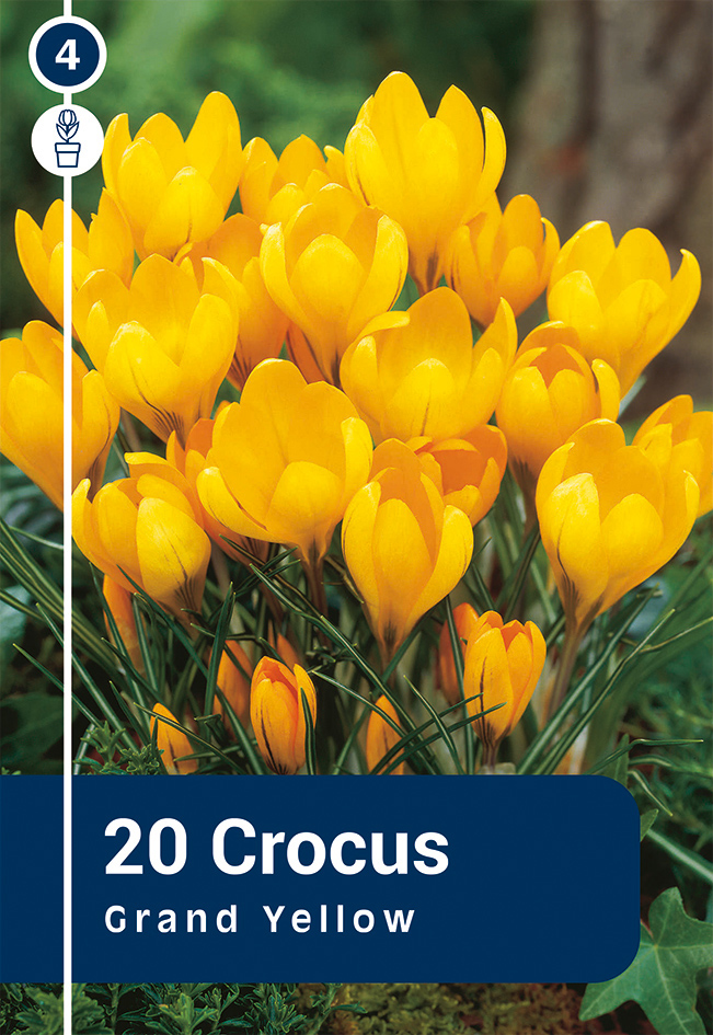 Krookus 'Grand Yellow' 20tk 8/9