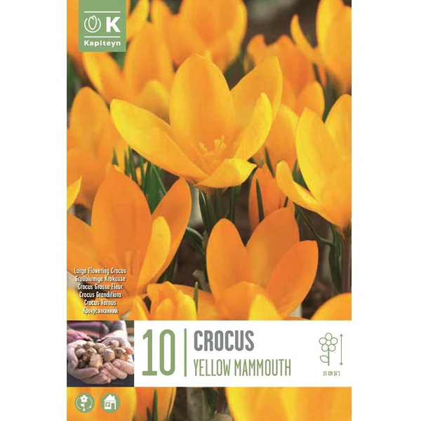 Krookus 'YELLOW MAMMOUTH' 10tk 8/9