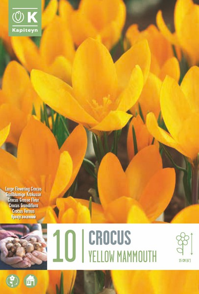 Krookus 'Yellow Mammouth' 10tk 8/9