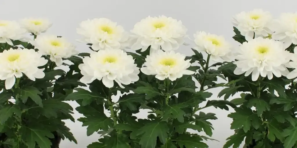 Potikrüsanteem Nova Zembla P13/35cm