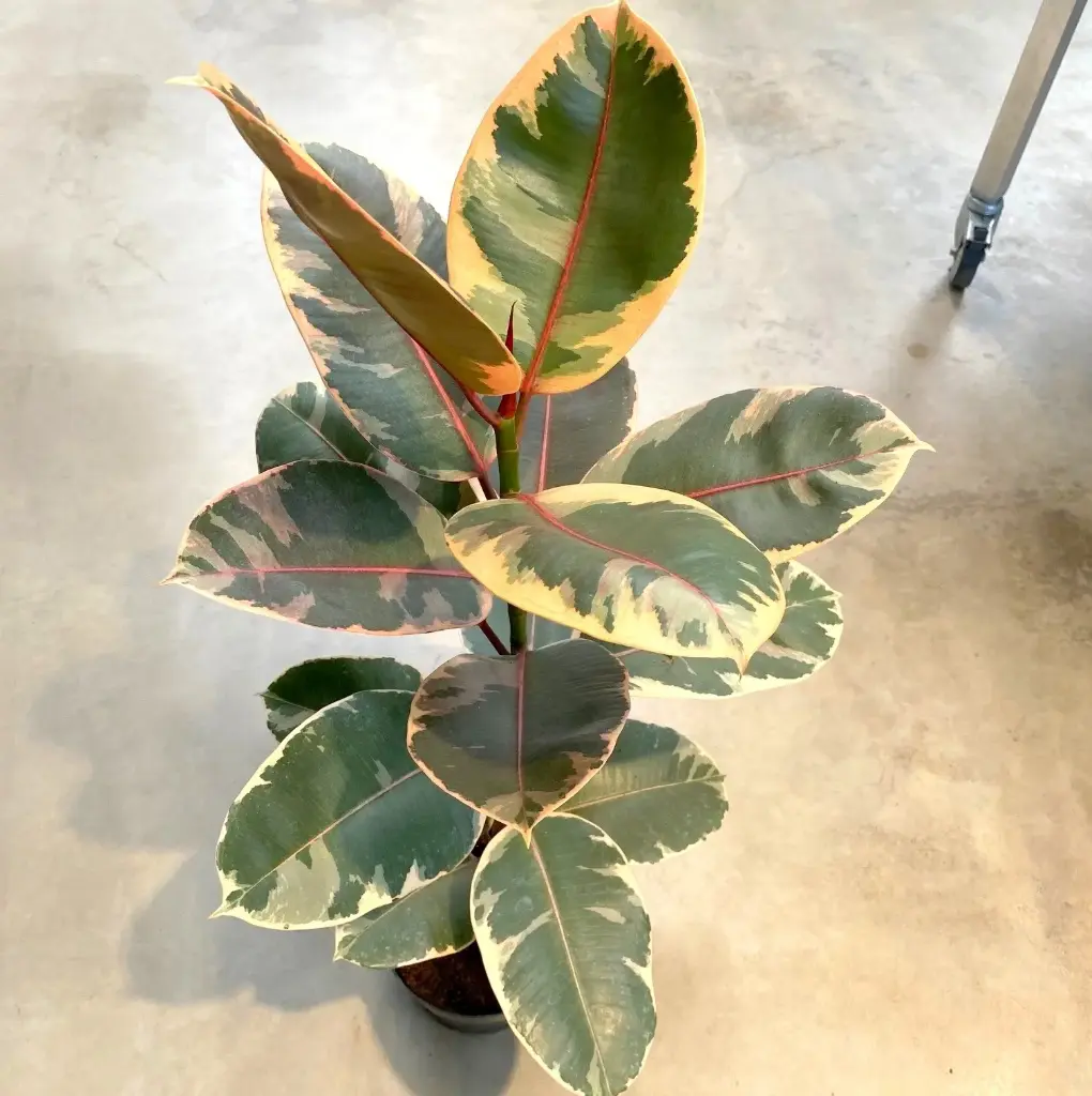 Kummi-viigipuu 'Belize' P17/55cm
