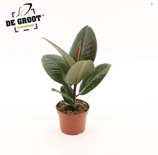 Kummi-viigipuu Robusta 12Ø 35cm