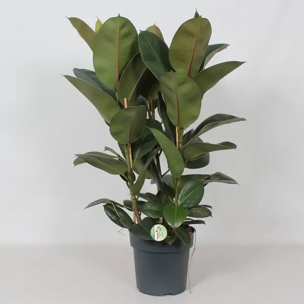 Kummi-viigipuu 'Robusta' P27/95cm 3v