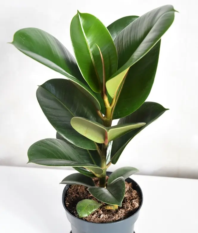 Kummi-viigipuu 'Robusta' P17/65cm