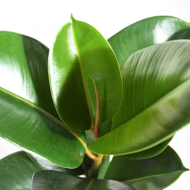 Kummi-viigipuu 'Robusta' P21/90cm