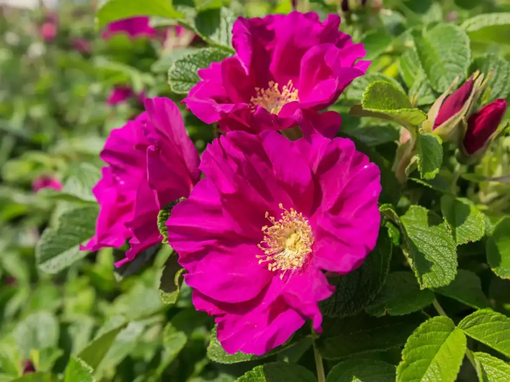 Kurdlehine roos  Rugosa  C3 35cm