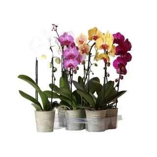Kuuking 'Natural Charm cascade' P12/50cm